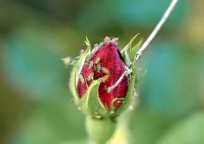 Pucerons sur un bouton de rose | © AdobeStock